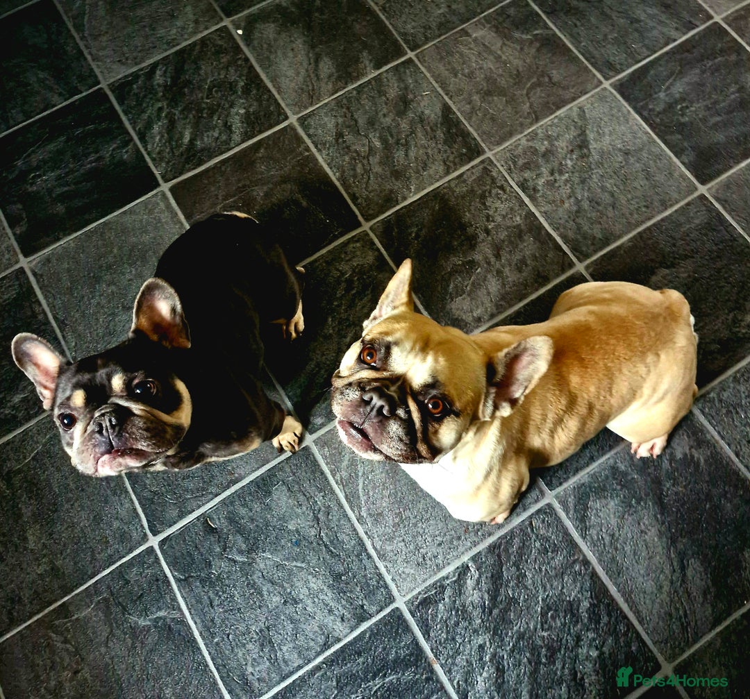 French Bulldog dogs for sale: Frenchie needs good home - not around children - Image 4