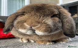 German Lop rabbits for sale: 4 x German lop babies (PET homes!) in Cramlington - Image 4