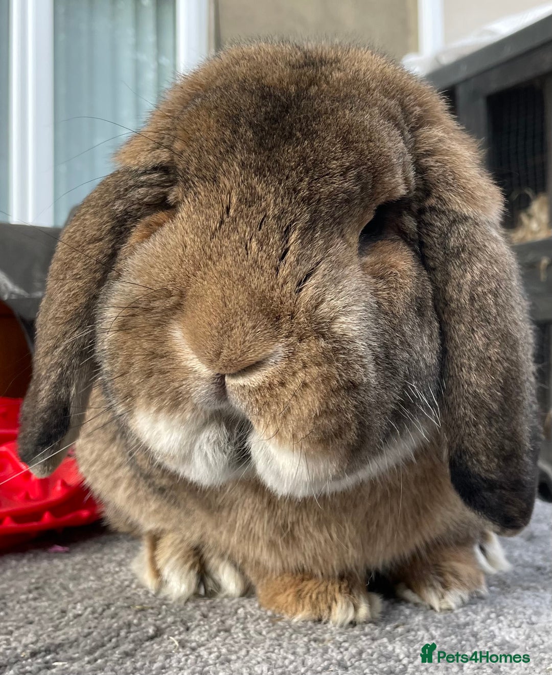 German Lop rabbits for sale: 4 x German lop babies (PET homes!) in Cramlington - Image 4