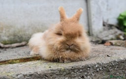 Mixed Breed rabbits for sale: Angora x Lionhead Female Looking For Home  - Image 7