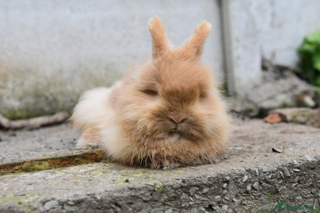 Mixed Breed rabbits for sale: Angora x Lionhead Female Looking For Home  - Image 7