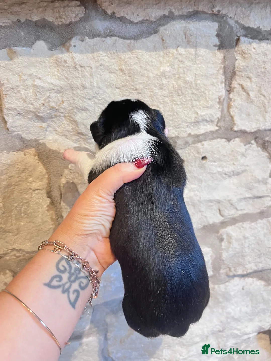Jack Russell dogs for sale: Jack Russell  - Advert 2