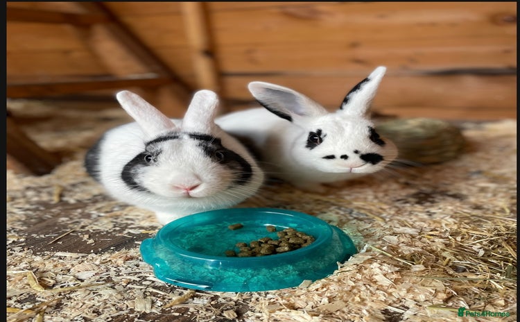 English Spot rabbits Rabbits looking for a good home - Advert 2