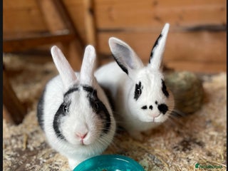 English Spot rabbits Rabbits looking for a good home - Advert 3