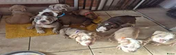 Mixed Breed dogs for sale: Stunning Old Tyme/English Bulldog Puppies–Ready2go - Advert 1