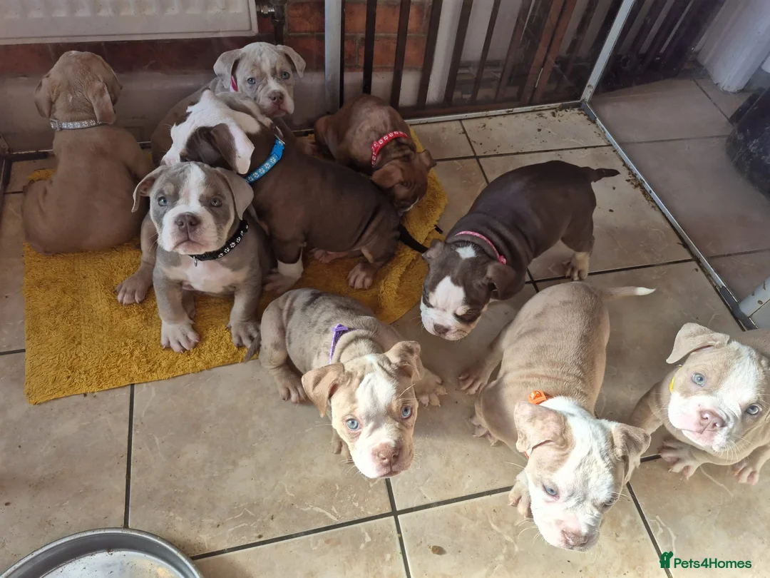 Mixed Breed dogs for sale: Stunning Old Tyme/English Bulldog Puppies–Ready2go - Advert 1