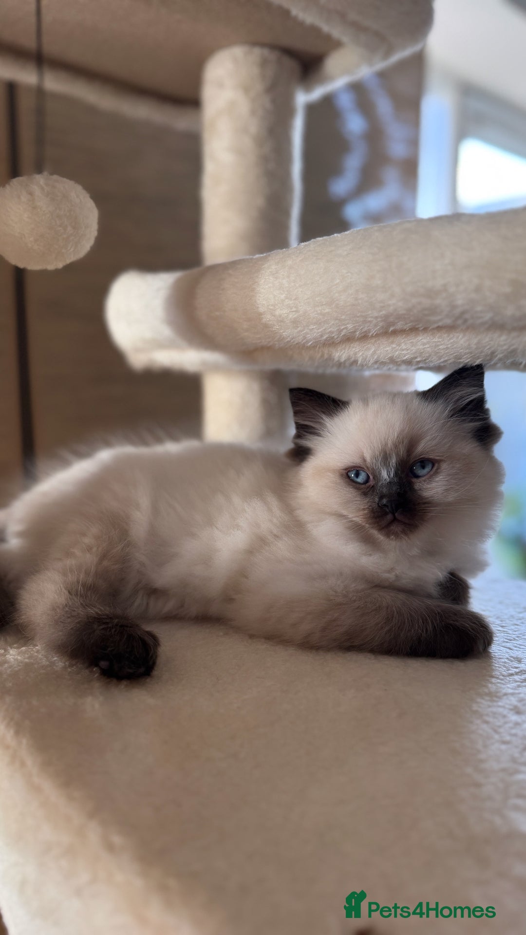 Ragdoll cats for sale: Beautiful Ragdoll Kitten for Sale – Seal Point - Advert 7