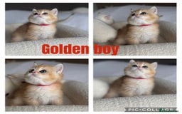 British Shorthair cats for sale: TICA golden and colourpoint BSH - Image 3