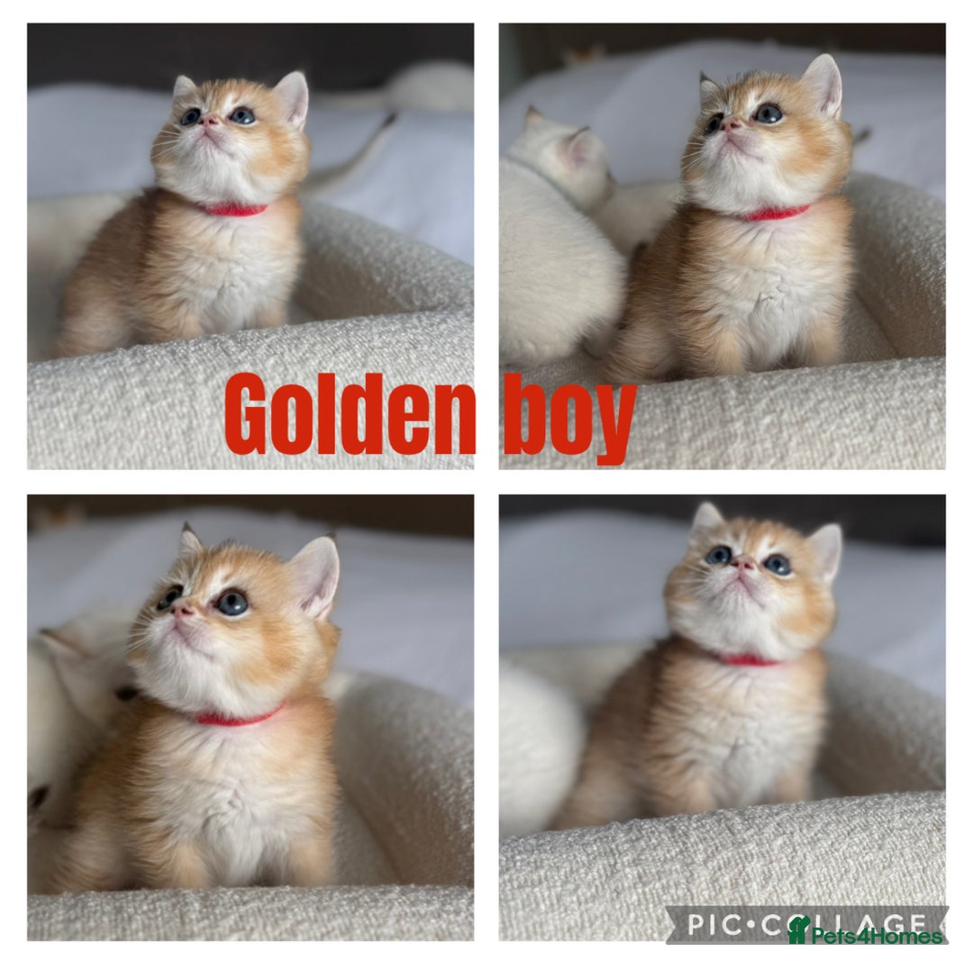 British Shorthair cats for sale: TICA golden and colourpoint BSH - Image 3