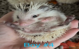 Pygmy Hedgehog rodents for sale: Male and female Pygmy hedgehogs ready to reserve - Image 12