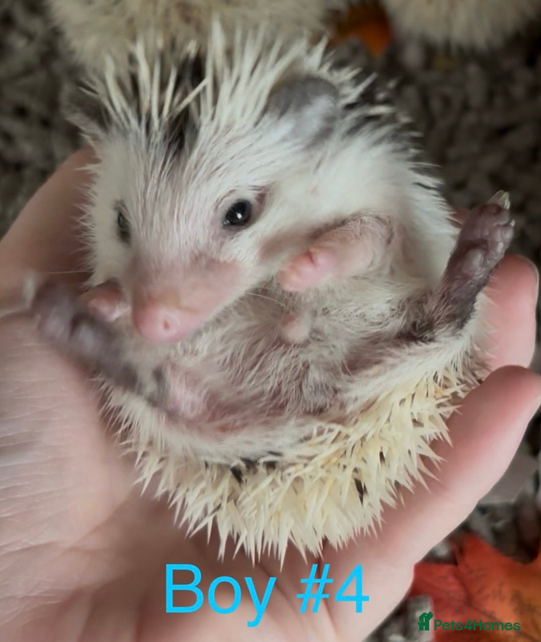 Pygmy Hedgehog rodents for sale: Male and female Pygmy hedgehogs ready to reserve - Image 12