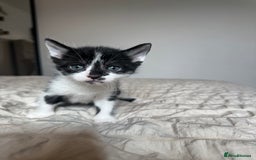 Mixed Breed cats for sale: 5 kittens for sale  - Image 2