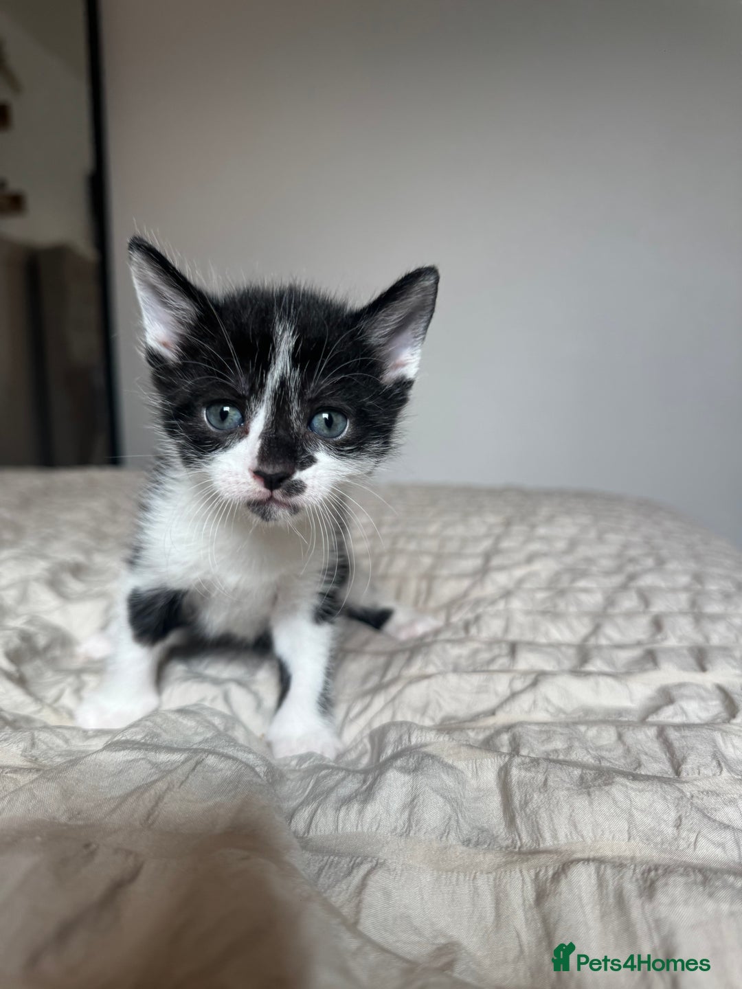 Mixed Breed cats for sale: 5 kittens for sale  - Image 2