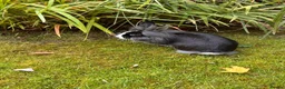Mini Lion Lop rabbits for sale: Two Beloved female rabbits looking a loving home  in Birmingham - Advert 9