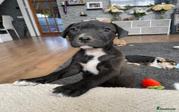 Mixed Breed dogs for sale: Terrier cross puppies for sale.  - Image 9