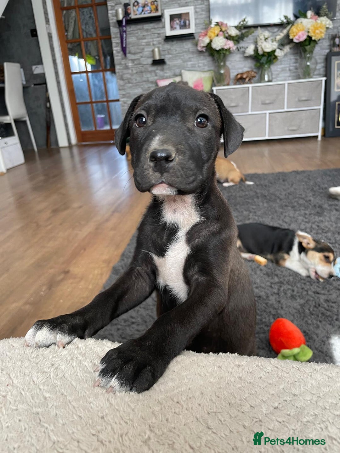 Mixed Breed dogs for sale: Terrier cross puppies for sale.  - Image 9