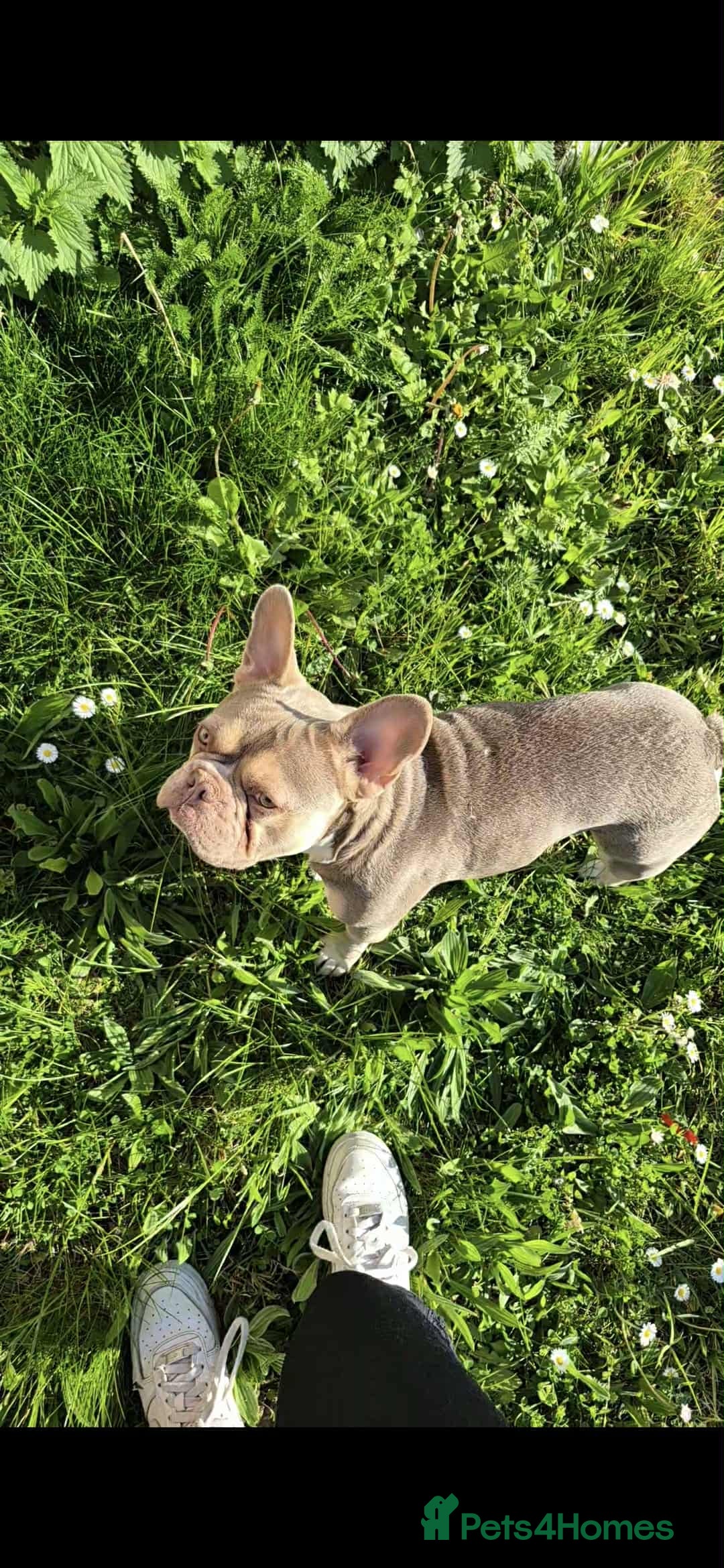 French Bulldog dogs for stud: male french stud  - Image 2