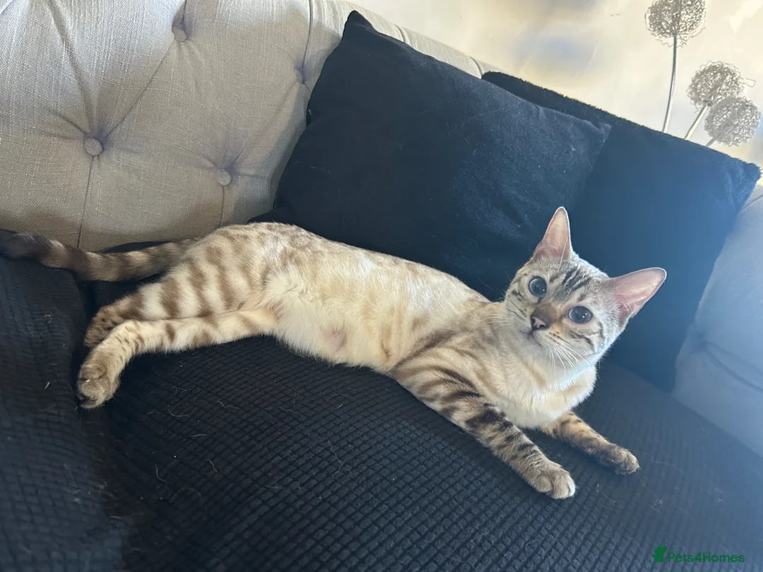 Bengal cats for sale: Bengal Queen Ready Now Born 11-3-24❤️ in Luton - Advert 7