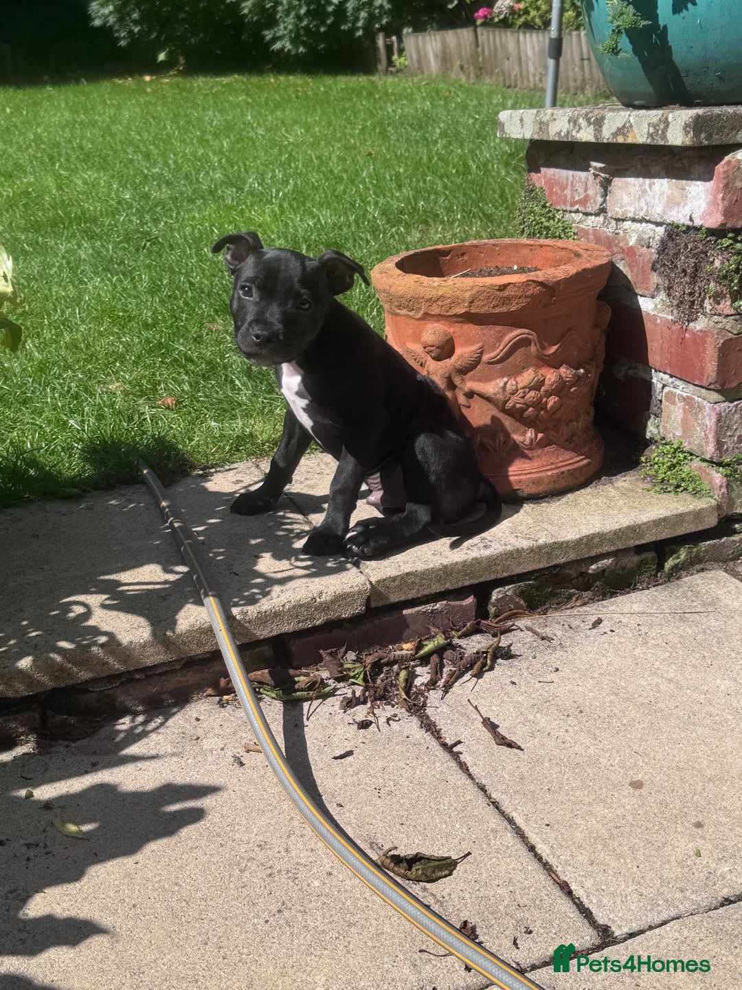 Staffordshire Bull Terrier dogs for sale: Staffordshire Bullterrier Puppy  - Image 1