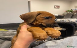 Rhodesian Ridgeback dogs for sale: Pedigree Ridgeback Puppies - READY FOR VIEWING in Scunthorpe - Image 8