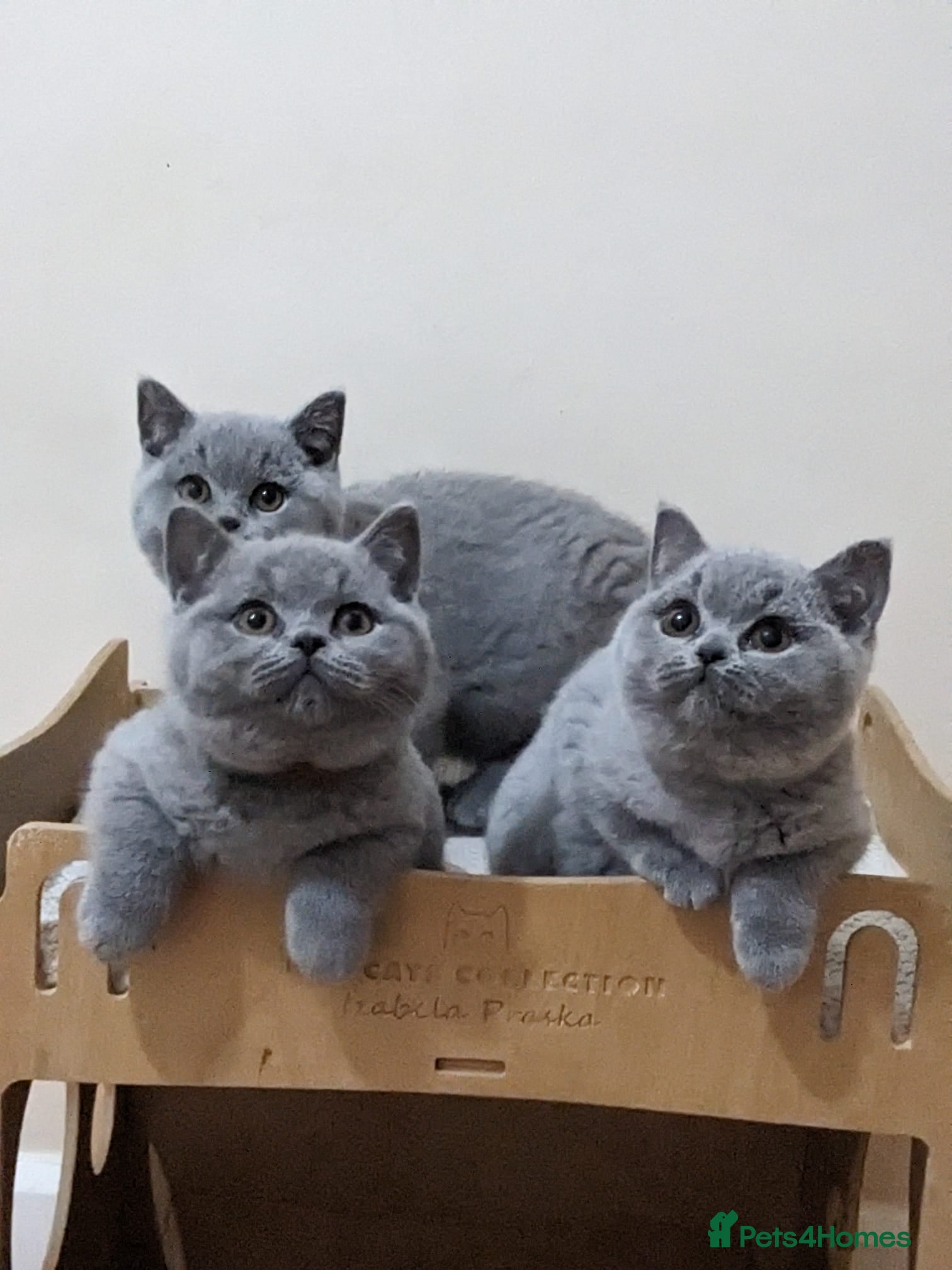 British Shorthair cats Ready Now British shorthair Amazing kittens - Advert 11