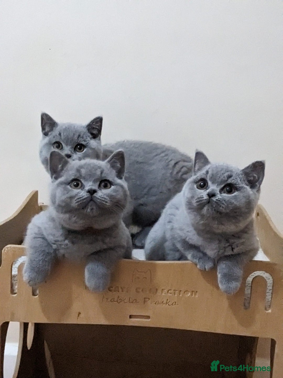 British Shorthair cats for sale: Ready Now British shorthair Amazing kittens - Advert 1