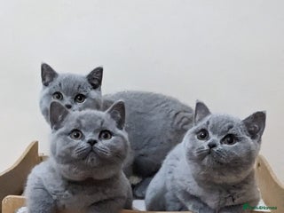 British Shorthair cats Ready Now British shorthair Amazing kittens - Advert 4