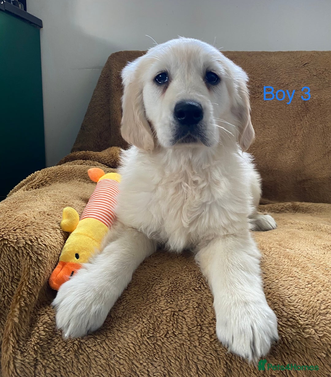 Golden Retriever dogs for sale: KC Registered Golden Retriver Puppies - Image 9