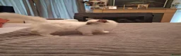 Ragdoll cats for sale: 3 boys  - Advert 4