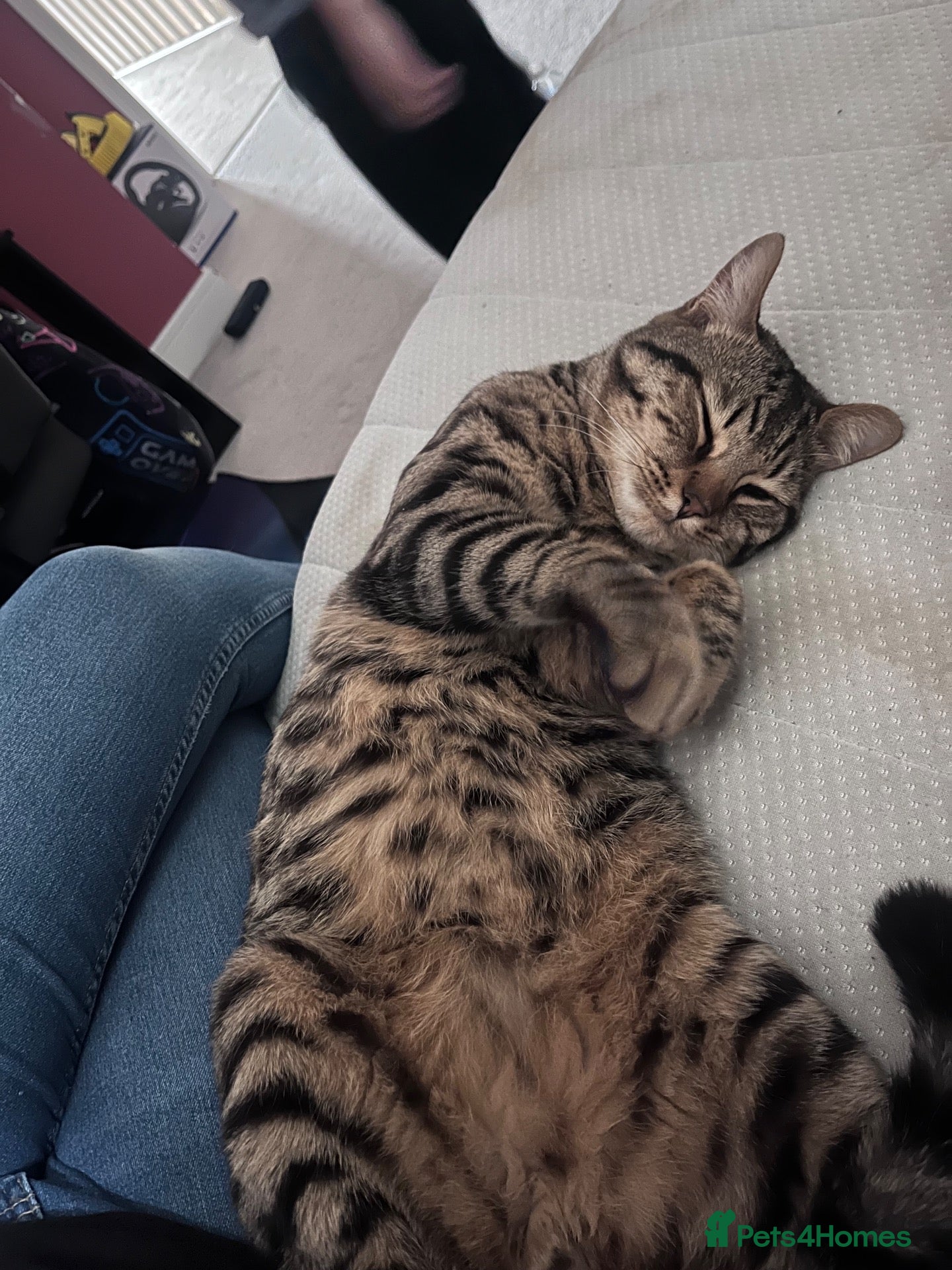 Mixed Breed cats Axel  - Advert 2