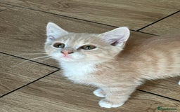 Mixed Breed cats for sale: Gorg loving kitties 4 the best homes only  - Image 2