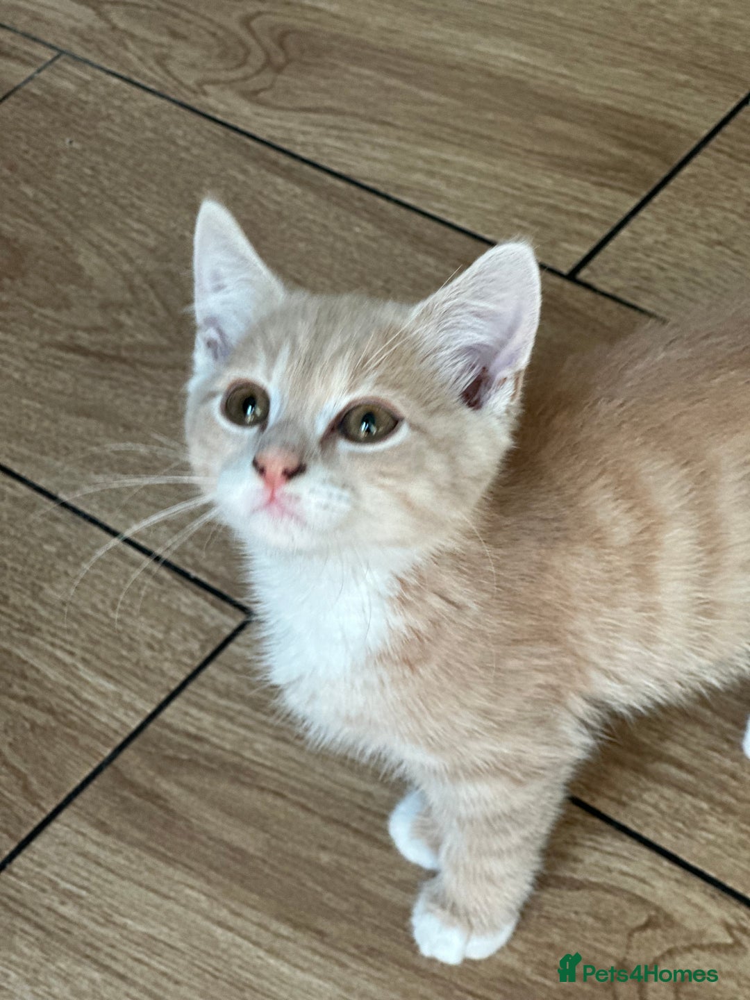 Mixed Breed cats for sale: Gorg loving kitties 4 the best homes only  - Image 2