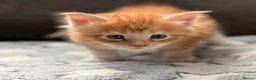 Maine Coon cats for sale: Xl Maine coon kittens health tested parents Tica R - Advert 27
