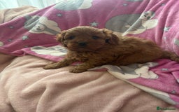 Cavapoo dogs for sale: Two Extensively Health Tested Cavapoo Girls   - Image 13