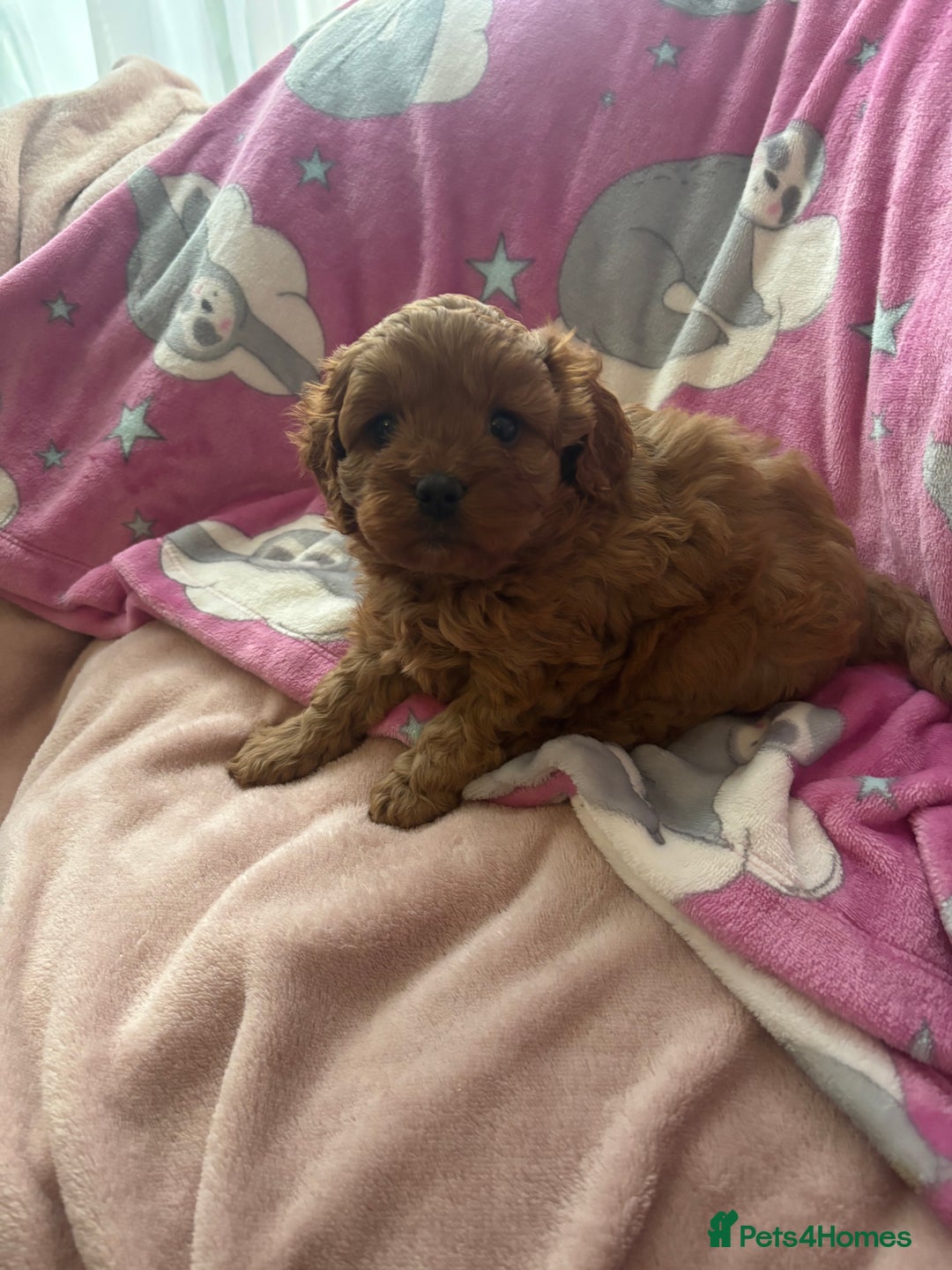 Cavapoo dogs for sale: Two Extensively Health Tested Cavapoo Girls   - Image 13