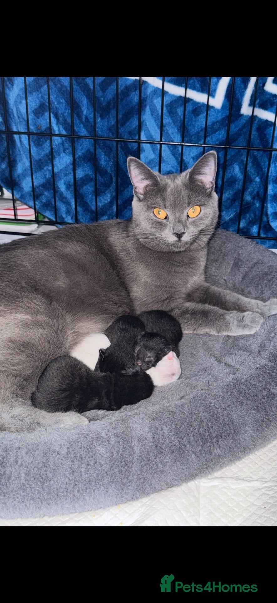 British Shorthair cats British shorthair x kittens  - Advert 8