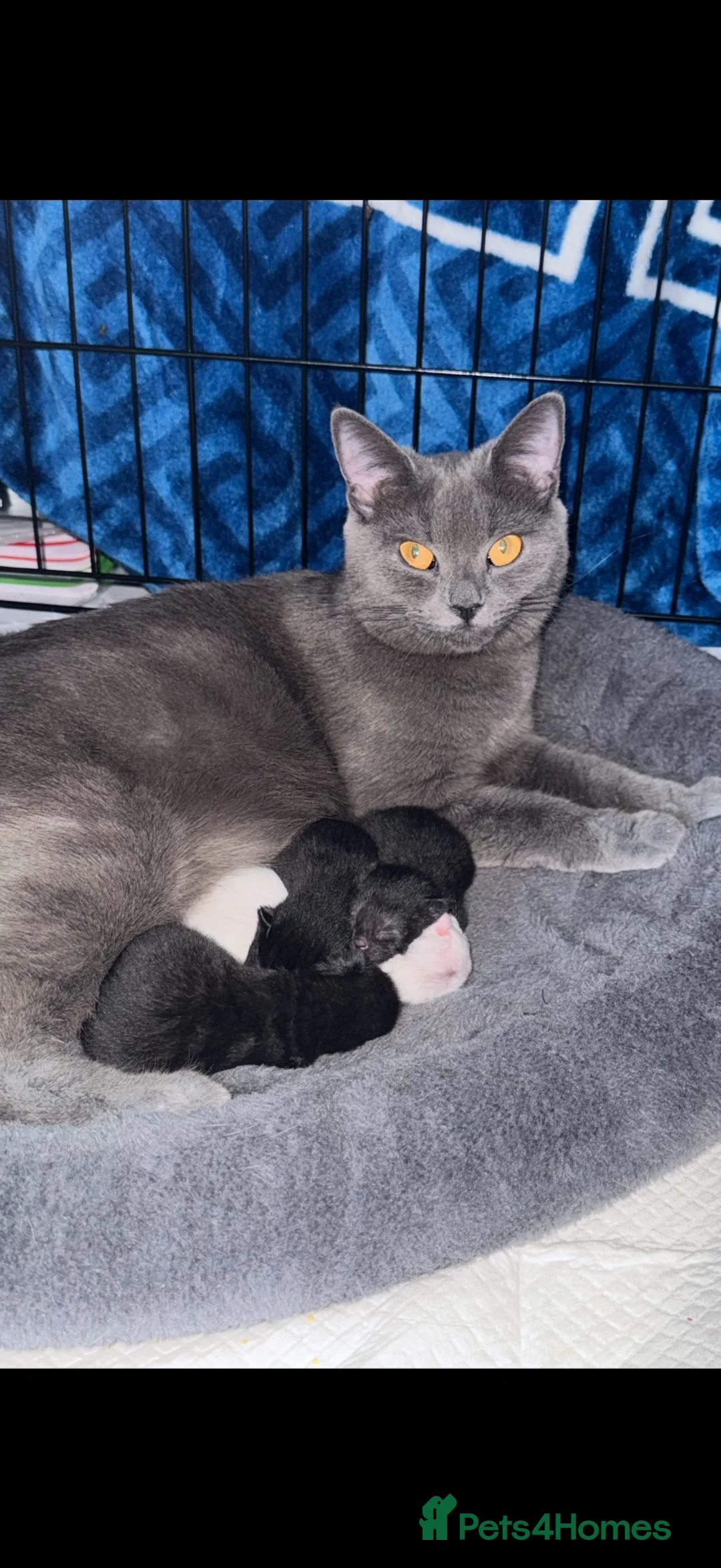 British Shorthair cats for sale: British shorthair x kittens  - Advert 1