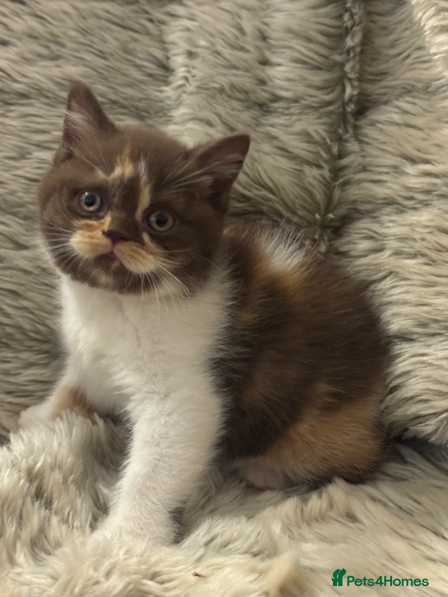 British Shorthair cats Stunning Gccf Registered British shorthair kittens - Advert 2