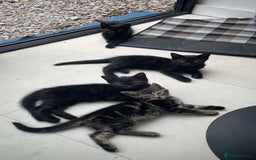 Mixed Breed cats for sale:  Adorable Kittens Ready for Their Forever Homes!  - Image 3