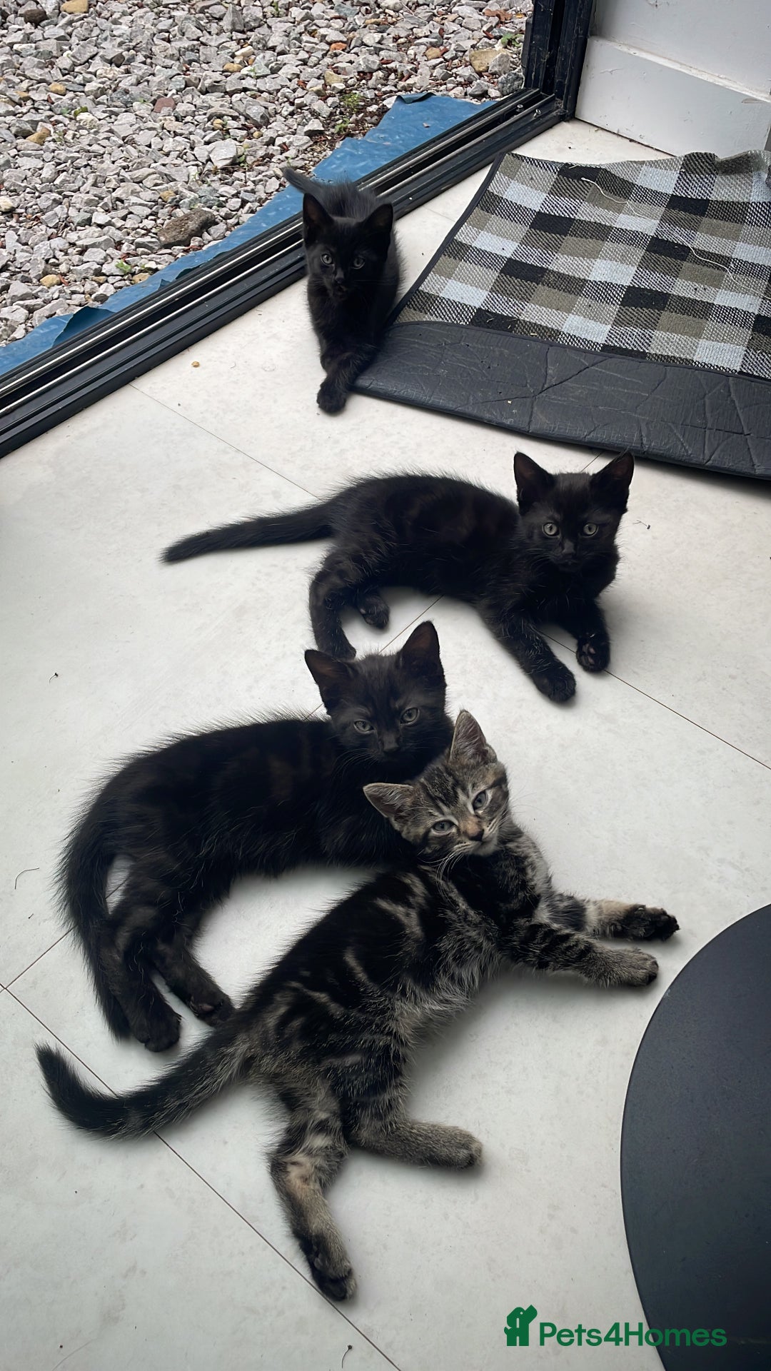 Mixed Breed cats for sale:  Adorable Kittens Ready for Their Forever Homes!  - Image 3