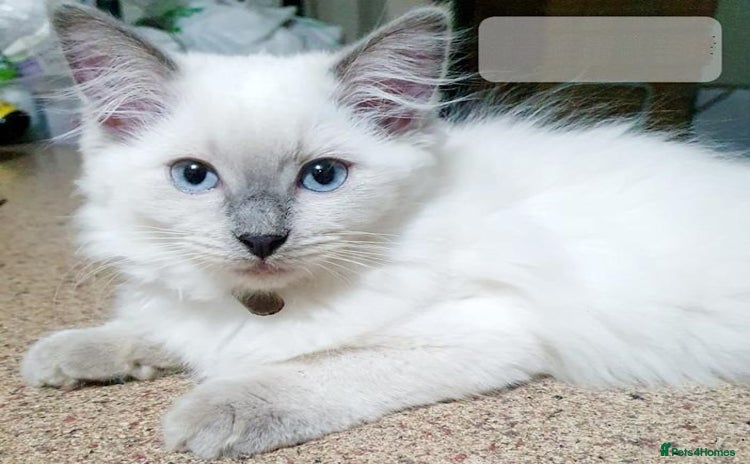 Ragdoll cats - Advert 2