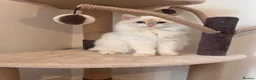 British Longhair cats for sale: British semi haired kittens  - Advert 3