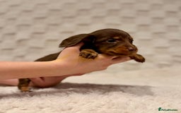 Miniature Dachshund dogs for sale: Long haired chocolate tan dachshunds  - Image 1