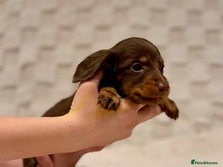 Miniature Dachshund dogs - Advert 1