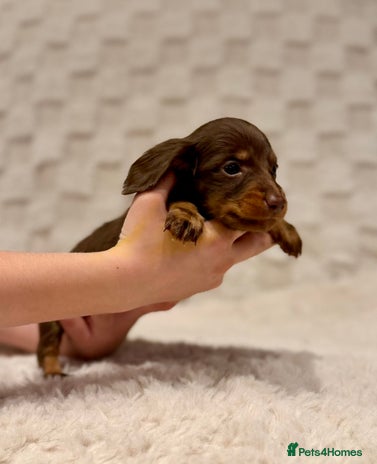 Miniature Dachshund dogs - Advert 1