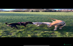 American Bully dogs for sale: One year old male Pocket Bully - Image 7