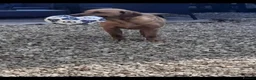 Labrador Retriever dogs for sale: WORKING KC REG FOX RED LABRADOR PUPPIES FOR SALE  - Advert 18
