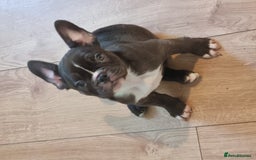 French Bulldog dogs for sale: Fench bulldogs  - Image 1
