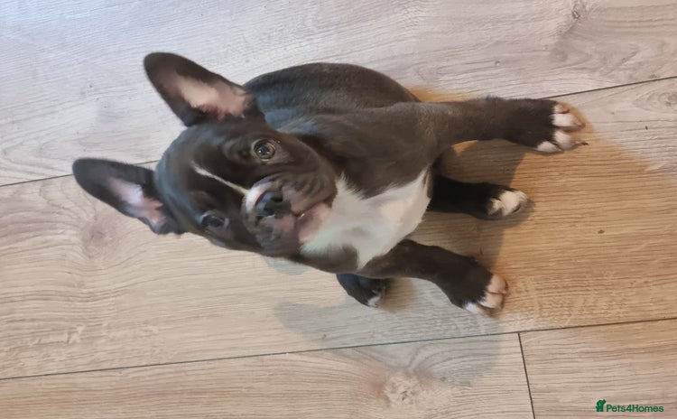 French Bulldog dogs - Advert 12