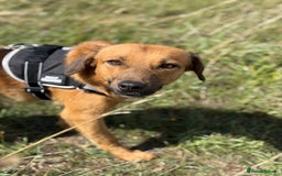 Mixed Breed dogs for adoption: Cute Marshall looking for LOVE - Image 9